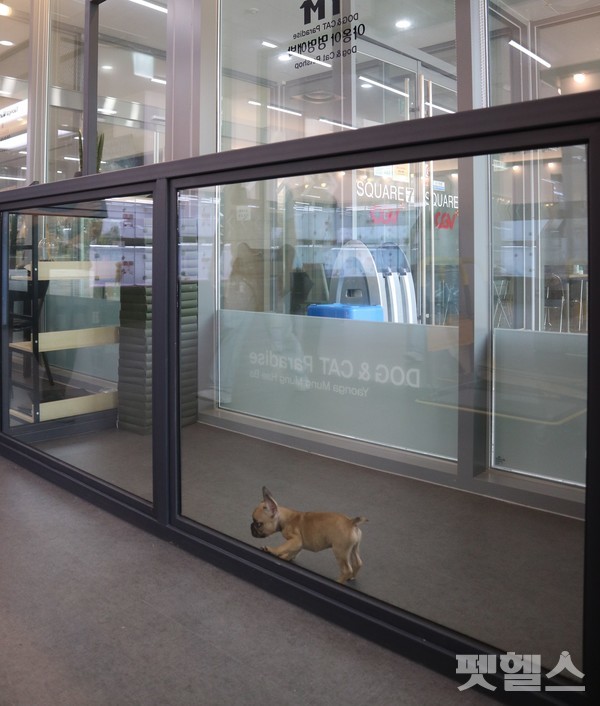 고객이 동반한 애견을 위한 보관 놀이터 @펫헬스