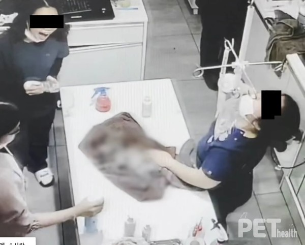 지난 1일 광주광역시 한 동물병원에서 의료진이 수술을 마친 강아지에게 샴푸로 목욕시키고 화장실용 페브리즈를 얼굴에 분사하며 웃는 모습이 포착됐다. [사진=SNS 제공]