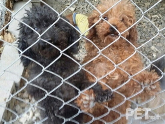 한 유기동물보호센터에서 보호 중인 유기견 모습 @펫헬스