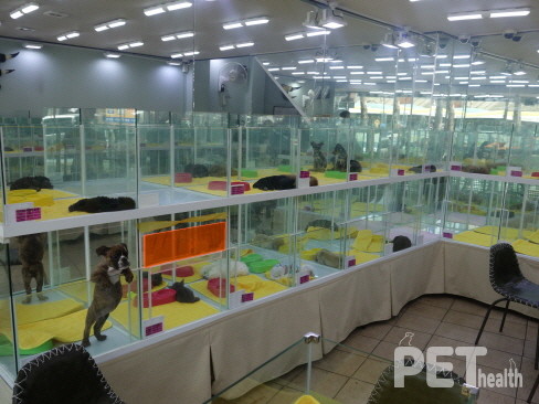 사진은 충무로의 한 반려동물 분양 업소 내부 @펫헬스