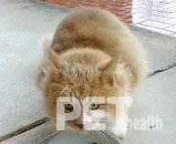 [사진=위키미디어]