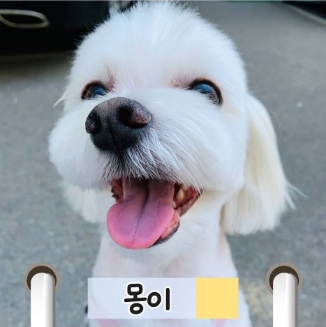 허은아 의원의 반려견 쫑이와 몽이. 말티즈종으로 서로 모자지간이에요~ [사진=펫밀리 인스타그램]