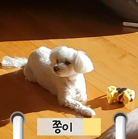 허은아 의원의 반려견 쫑이와 몽이. 말티즈종으로 서로 모자지간이에요~ [사진=펫밀리 인스타그램]