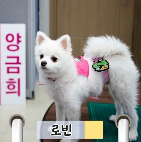 양금희 의원의 반려견 로빈. 폼피츠종으로 3살이에요~ [사진=펫밀리 인스타그램]