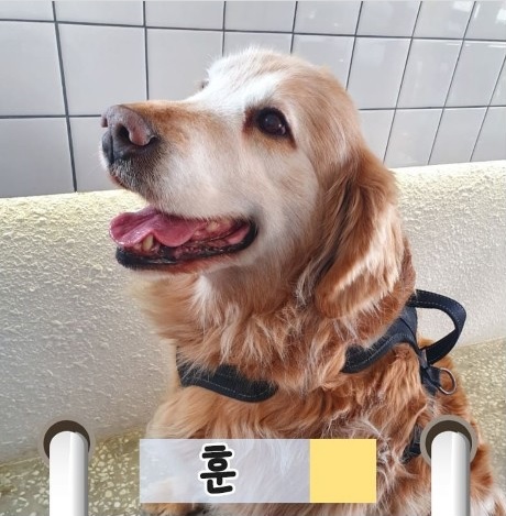 박진 의원의 반려견 훈. 골든리트리버로 12살이에요~ [사진=펫밀리 인스타그램]