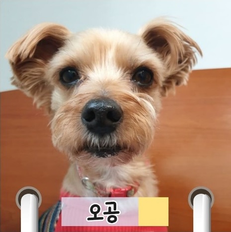 박수영 의원의 반려동물 오공이. 실크테리어로 10살이에요~ [사진=펫밀리 인스타그램]