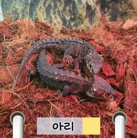 김웅 의원의 반려동물 똘이, 아리. 레드아이아머드스킨크라는 종류에요~ [사진=펫밀리 인스타그램]