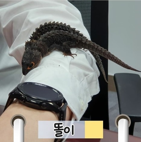 김웅 의원의 반려동물 똘이, 아리. 레드아이아머드스킨크라는 종류에요~ [사진=펫밀리 인스타그램]