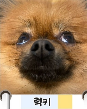 강민국 의원의 반려견 럭키, 해피 [사진=펫밀리 인스타그램]