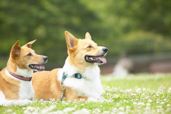 이미지 클립아트코리아