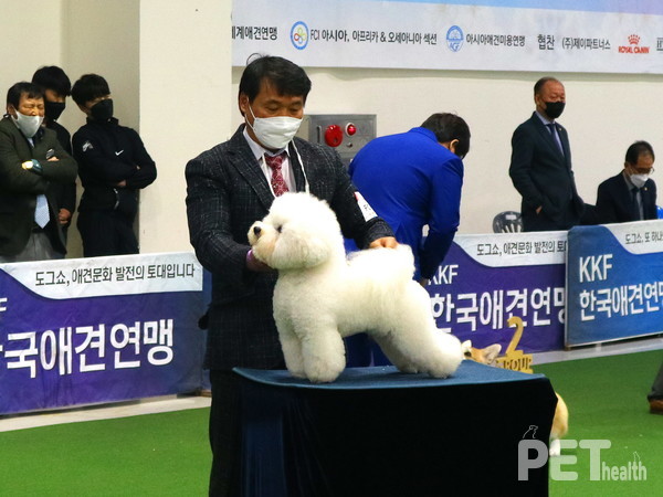 지난 13일  ‘서울 FCI 국제 도그쇼’에 비숑프리제 ‘렛츠고’와 함께 참가한 진영선 광주 국제애견미용학원 원장 @펫헬스