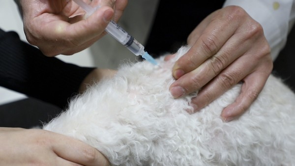 광견병 예방접종을 받고 있는 반려견 모습. 사진 강북구