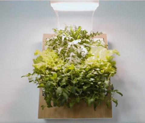 오스트리아의 스타트업인 하버트가 개발한 벽걸이 반려식물. 사진=KB금융지주경영연구소