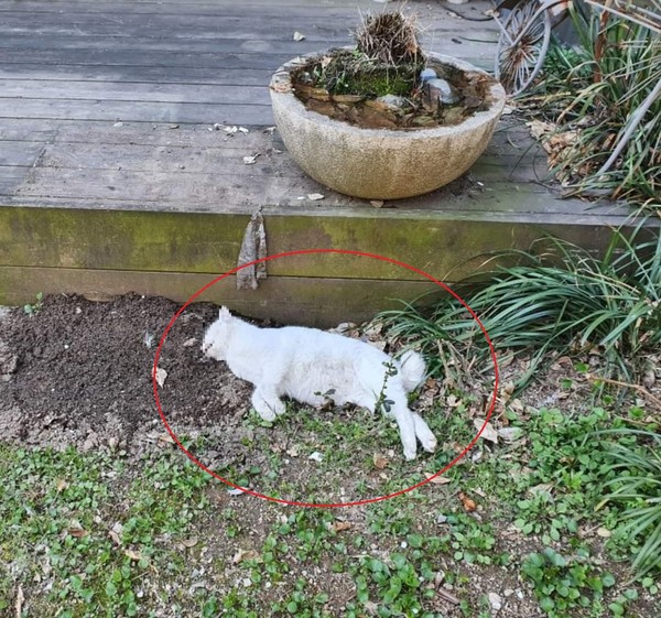 경기도 파주 주택단지에서 고양이 6마리와 비둘기 1마리가 독극물에 의해 떼죽음을 당한 것으로 의심되는 사건이 발생했다. 사진 동물자유연대