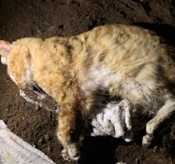 사진 동물자유연대