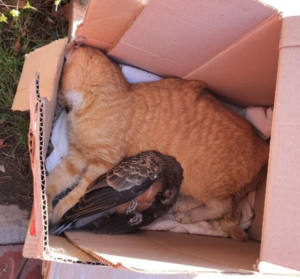 사진 동물자유연대