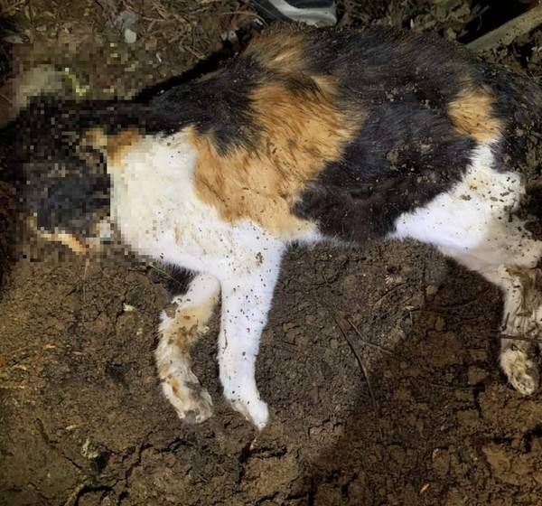 사진 동물자유연대