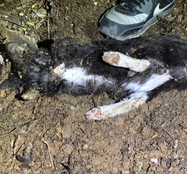 사진 동물자유연대