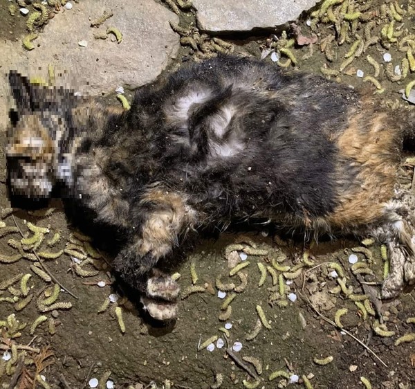 사진 동물자유연대