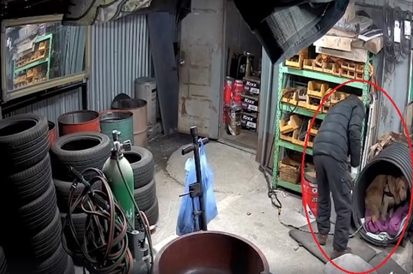 리트리버가 자신의 집에 숨은 채 겁에 질려있다. 사진 케어 영상캡쳐