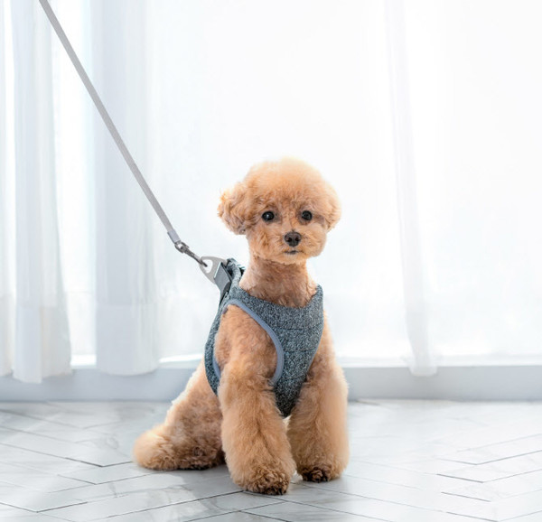 넬로 하네스. 사진 울지마마이펫