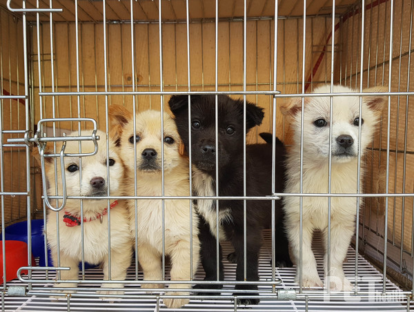 정부가 급증하는 유기동물 발생을 막겠다며 꺼내 든 ‘반려동물 매매금지’ 카드가 효과를 내지 못한 반면, 지방자치단체들이 추진 중인 ‘마당개 중성화 사업’이 유기동물 감소에 실질적인 성과를 거두면서 정부 정책에 대한 비판이 커지고 있다. 경기 용인시 동물보호센터에서 보호 중인 유기견들. 사진 용인시청