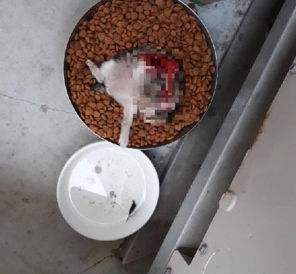 지난달 29일 대구 달서구에서 발견된 고양이 사체 모습. 사진 인스타그램 캡쳐