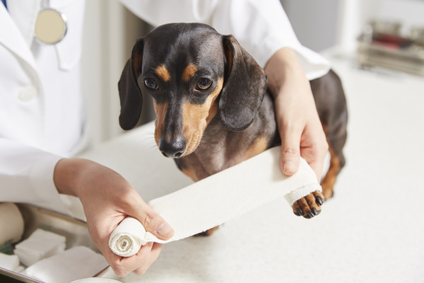 사진 농림축산식품부