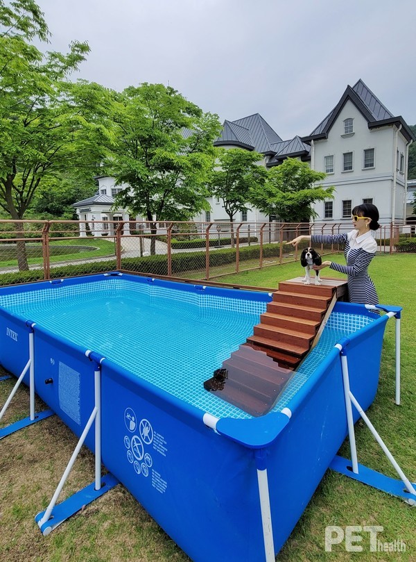 무더위를 피하는 프라이빗 펫 미니 풀. 사진 소노펫