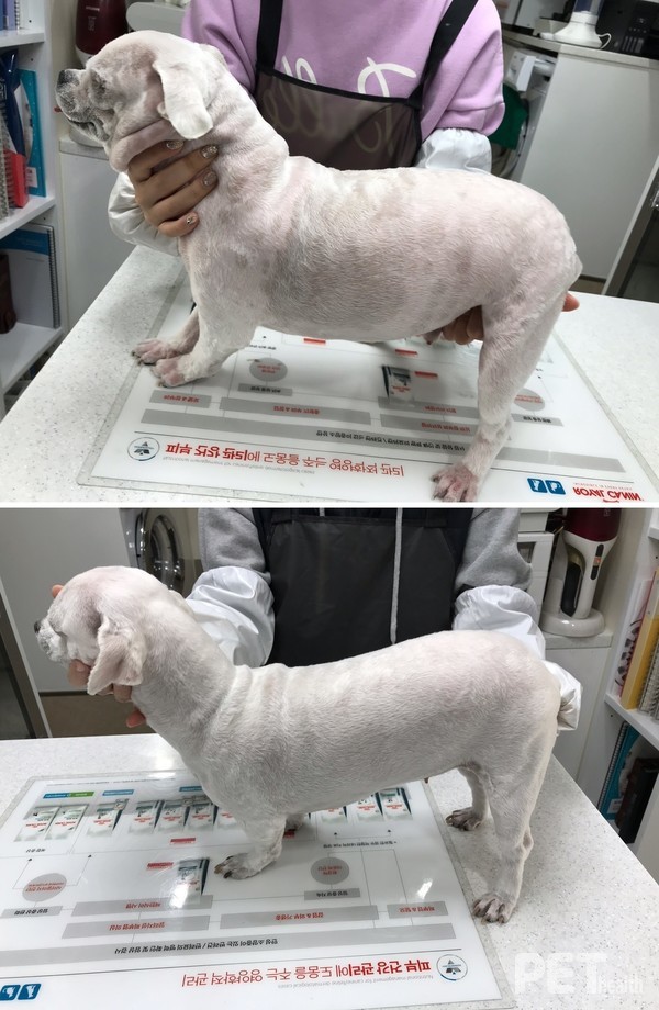 체중관리 프로그램을 통해 체중감량에 성공한 반려견 ‘토리’의 전(사진 위) 후(아래) 모습. 사진 로얄캐닌​