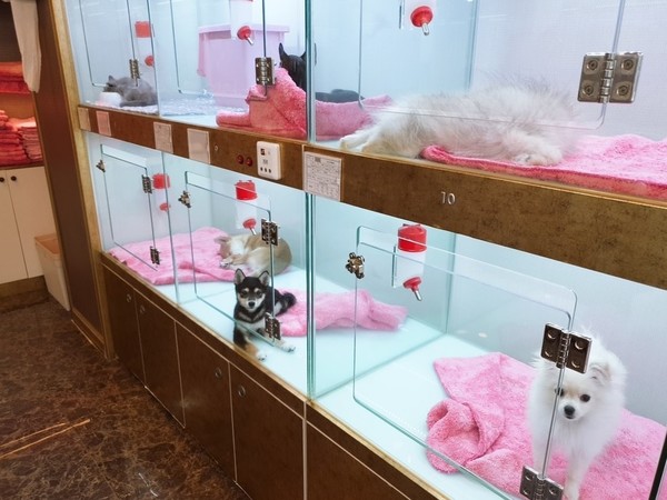 경남 김해시에 위치한 한 반려동물 관련 영업장. 사진 김해시