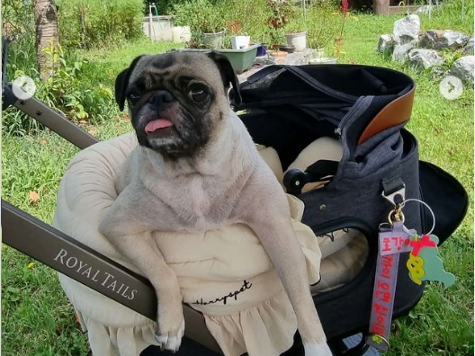 반려견 호강이. 사진 루야호호