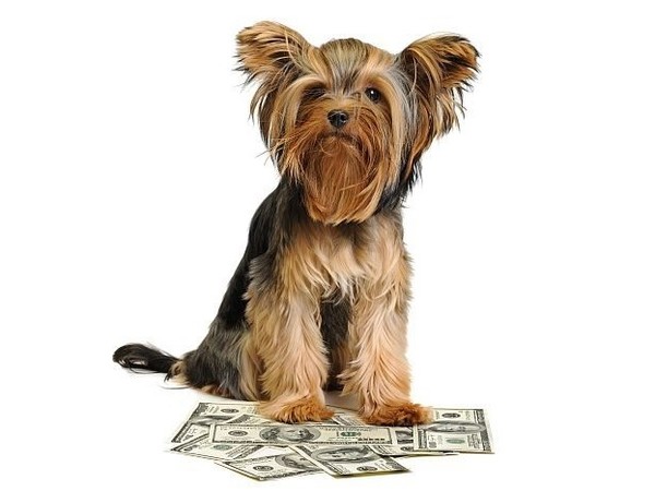 사진 Petfoodindustry