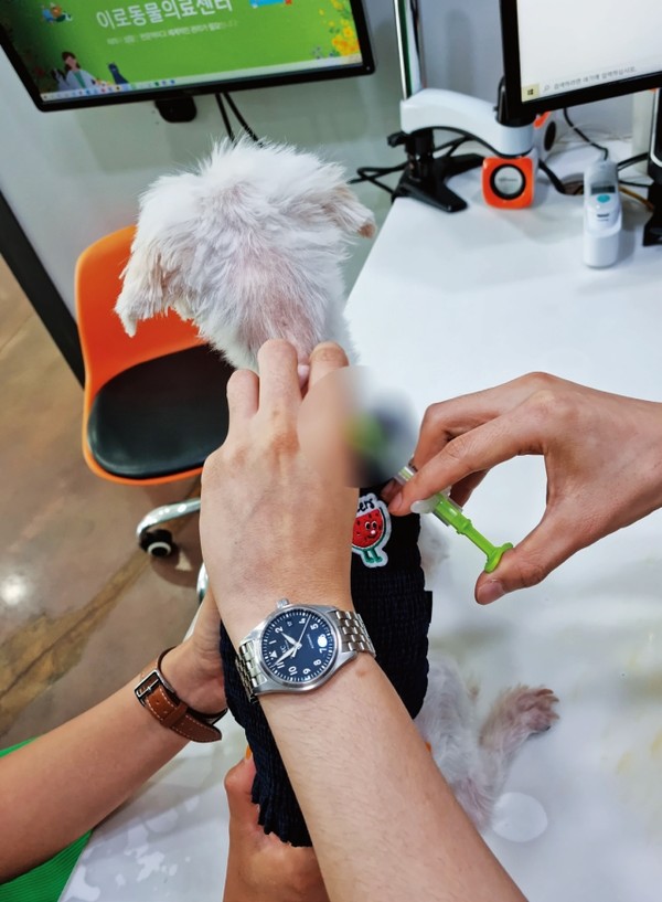 김민정 씨가 임시보호 중인 순두부가 이로동물의료센터에서 내장형 동물등록 주사를 맞고 있다. 사진 문화체육관광부