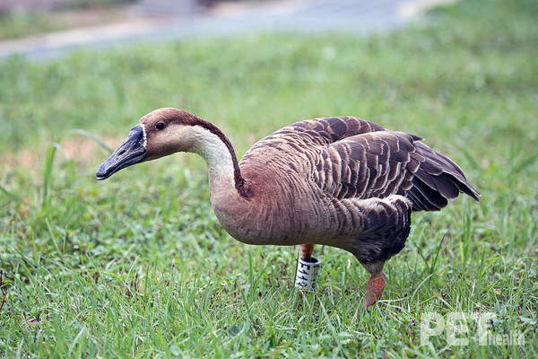 서울대공원에 새롭게 자리 잡은 개리. 사진 서울대공원