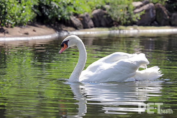 목을 숙여 헤엄치는 특성을 가진 혹고니. 사진 서울대공원