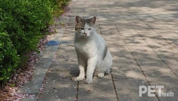 사진 전국길고양이보호단체연합