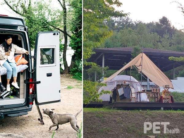 강원도 인제군에 위치한 반려가족전용 리조트&캠핑장인 ‘라이프위드도그’. 사진 라이프위드도그