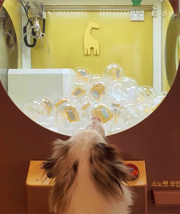 사진 소노펫클럽앤리조트