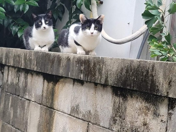 길고양이들이 낡은 담벼락 위에 앉아있는 모습. 사진 전국길고양이보호단체연합