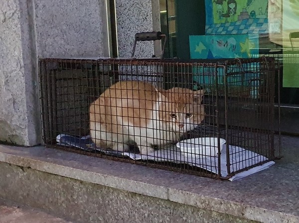 포획된 길고양이가 사료를 먹고 있는 모습. 사진 동물권행동 카라(사진은 기사내용과 관련없음)