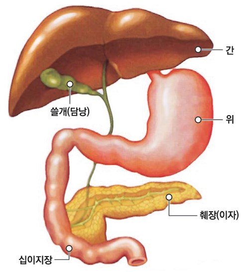 췌장 해부학 사진. 필자제공