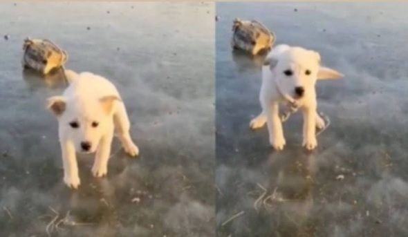 강아지가 꽁꽁 언 강 위에 밧줄로 돌덩이에 묶인 채 발견되는 일이 일어났다. 사진 도로시지켜줄개