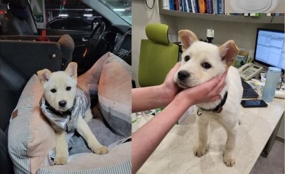 떡국이가 동물병원으로 이송돼 검사를 받고 있다. 사진 도로시지켜줄개