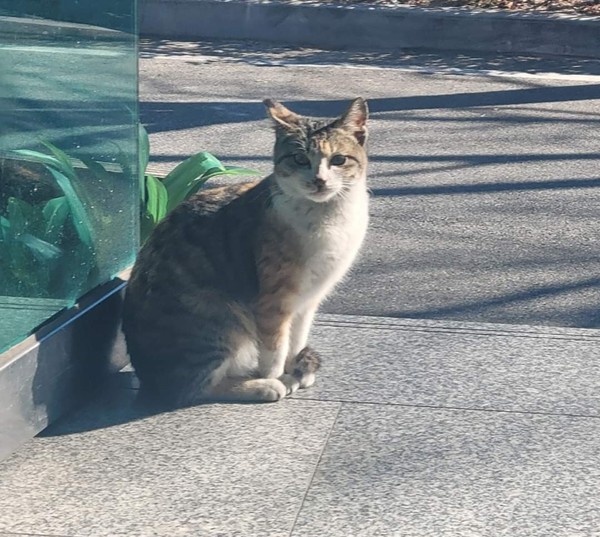 고양이 ‘두부’. 사진 동물권행동 카라