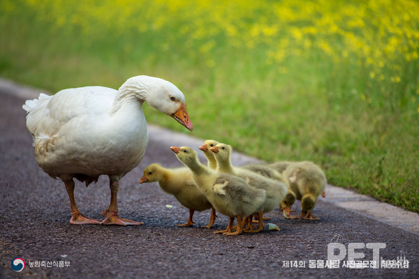 동물사랑 사진 공모전 제14회 최우수상(거위가족의 대화). 사진 경북도