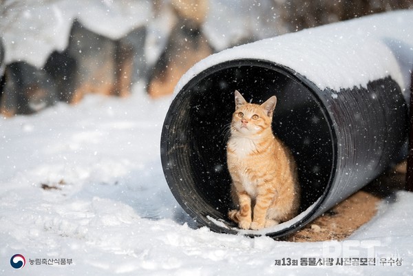 동물사랑 사진 공모전 제13회 우수상. 사진 경북도