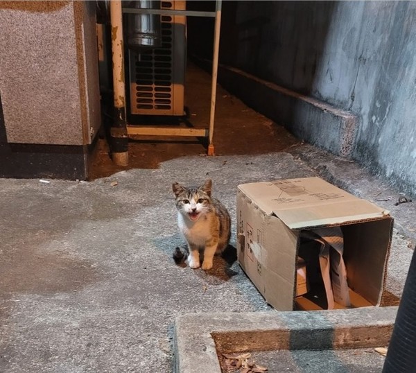 고양이 ‘두부’. 사진 동물권행동 카라