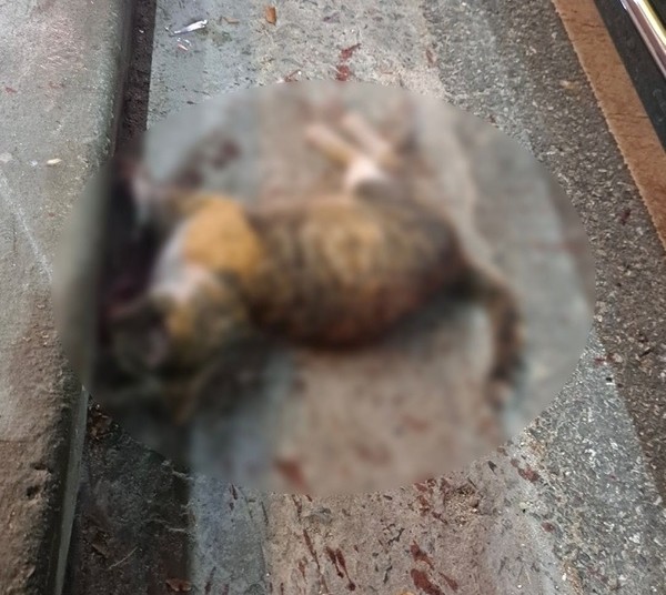 지난달 26일 창원시 대방동 한 식당에서 키우던 고양이 ‘두부’를 지나가던 남성이 꼬리채 잡아 들어 올려 바닥에 내리치는 잔혹한 방법으로 살해한 사건이 발생했다. 사진 동물권행동 카라