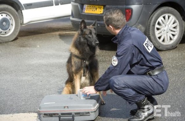 중간 강도로 긴 시간 활동하는 경찰견. 사진 로얄캐닌코리아
